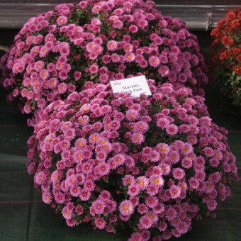 Staviski Dark Pink