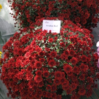 Avalon Red