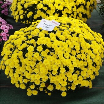 Paradiso Yellow