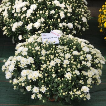 Artemis White