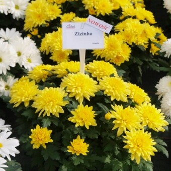 Zizinho