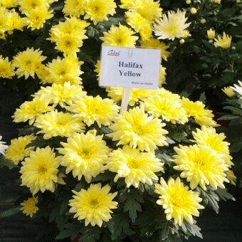 Halifax Yellow