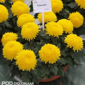 'Etincelor', 