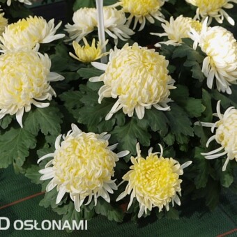 'Angelys Jaune'