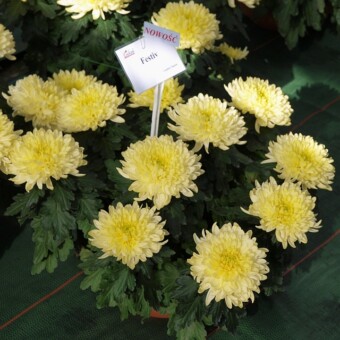 'Festiv'