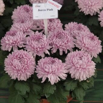 'Jorca Pink'