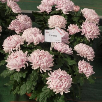 'Tarama'