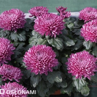 'Piratini Purple', fot. 1-7 A. Cecot