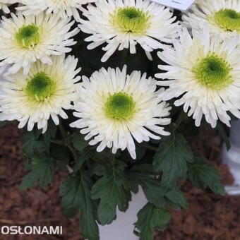 Zivena, fot. 1-5 A. Wize