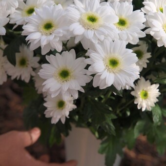 Gabbana, fot. 1-11 A. Cecot