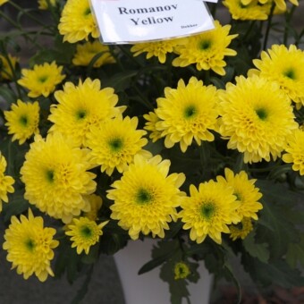 Romanov Yellow