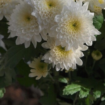Horner White