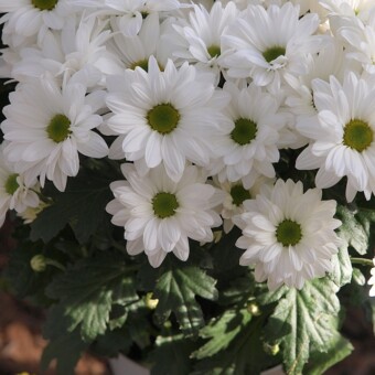 Snowflake, fot. 1-11 A. Cecot