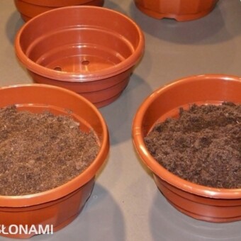 Jasny i ciemny torf z firmy Klasmann, doniczki z firmy  MZ Forma