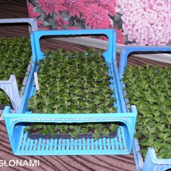 Ekspozycja sadzonek chryzantem,  