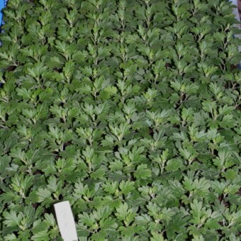 Sadzonki chryzantem, fot. 1-8 A. Wize