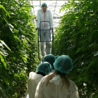 Jedna z grup podczas szczegółowej oceny uprawy