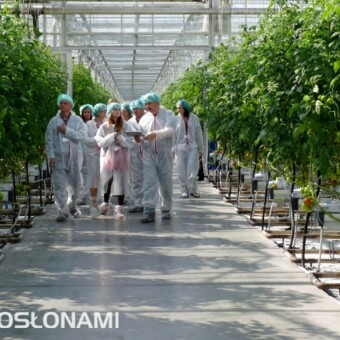 Ze względu na wymogi higieny uprawy wejście do szklarni możliwe było jedynie w stroju ochronnym