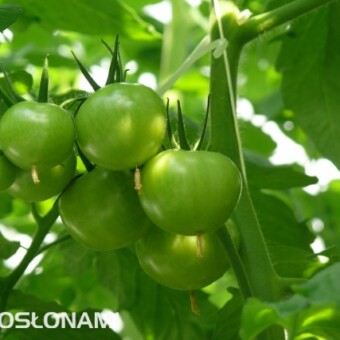 Fot. 1-7: Pomidory odmiany Admiro F1 w uprawie Damiana Chrzana w Głuchowie koło Łańcuta, fot. A. Wize