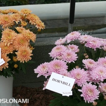 'Hornbill Salmon' i 'Hornbill' 