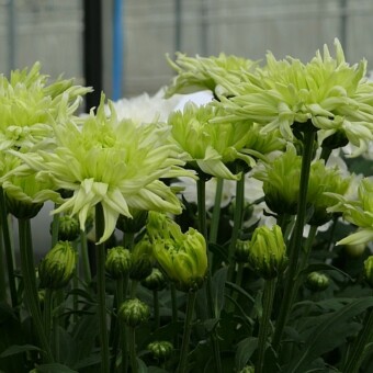 'Zembla Funky', fot. 1-9 AW