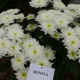 'Bonita'