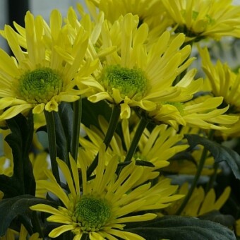 'Spiner Yellow'