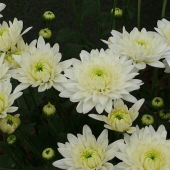 'Valor', fot. 1-7 AW