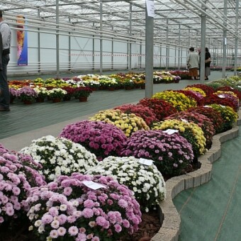 Drobnokwiatowe nowości z firmy Royal Van Zanten