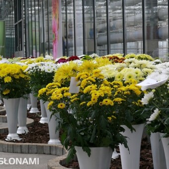 Duży był wybór odmian gałązkowych na kwiaty cięte