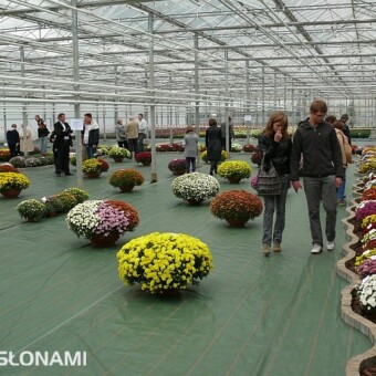 Kolekcja odmian drobnokwiatowych