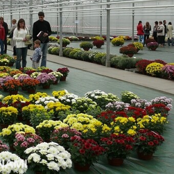 Odmiany doniczkowe o średnich kwiatach