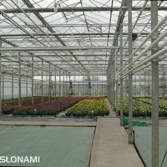 Odmiany doniczkowe w produkcyjnej części szklarni, fot. 1-7 AW