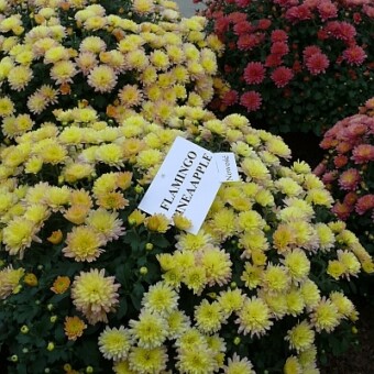 'Flamingo Pineapple'