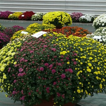 Kompozycja odmian z grupy Jasoda