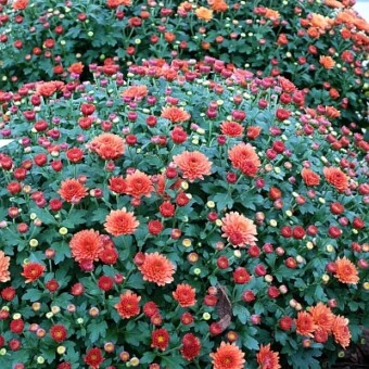 'Jasoda Dark Orange'