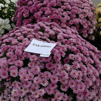 'Paradiso', fot. 1-7 AW