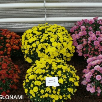 'Amico Red', 'Amico Yellow' (nowość) i 'Amico Violet'