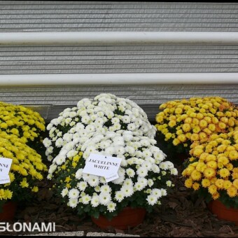 'Jacqueline Yellow', 'Jacqueline White' i 'Jacqueline Orange' 