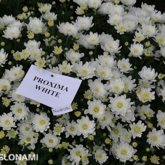 'Proxima White'