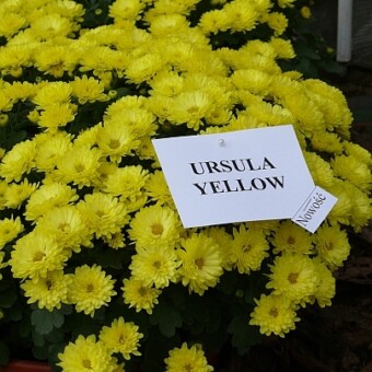 'Ursula Yellow'