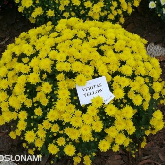 'Veritas Yellow', fot. 1-8 AW