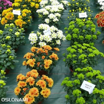 Od lewej 'Mount Verde', 'Mount Katla' i 'Mount Joy' (białe) oraz Mount Eden'