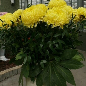 'Creamist Lemon' - nowość wyhodowana w gospodarstwie państwa Cichoniów