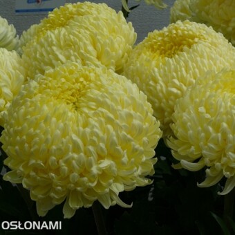 'Creamist White', fot. 1-3 AW 