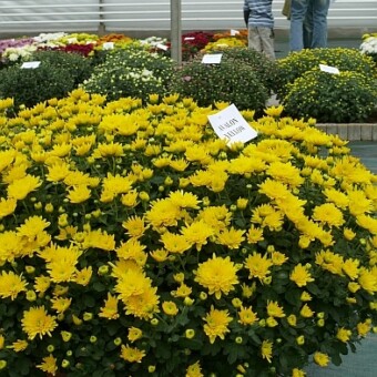 'Avalon Yellow'