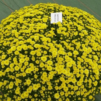 'Stawiski Yellow'