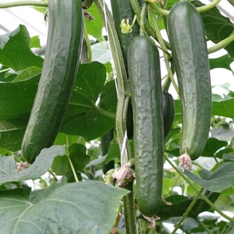 Aliaga F1, fot. 1-6 AW