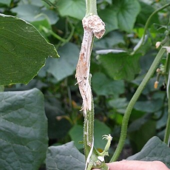 Pęd zaleczony po zastosowaniu Eco-ni WP 