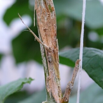 Pęd zaleczony po zastosowaniu Eco-ni WP